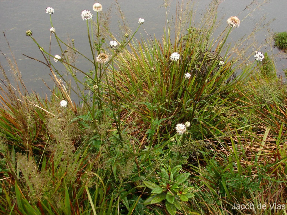 Dipsacus walkeri Arn.